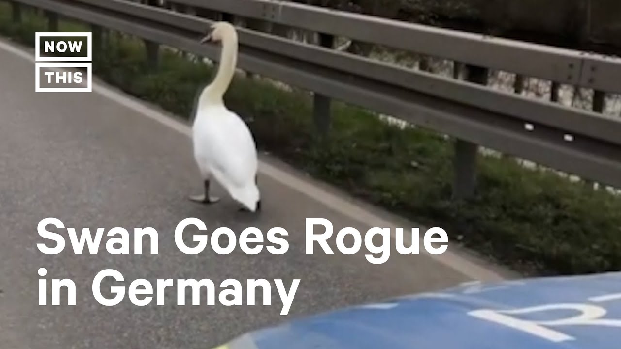 Police Escort 'Stubborn' Swan to Safety π¦’ #Shorts