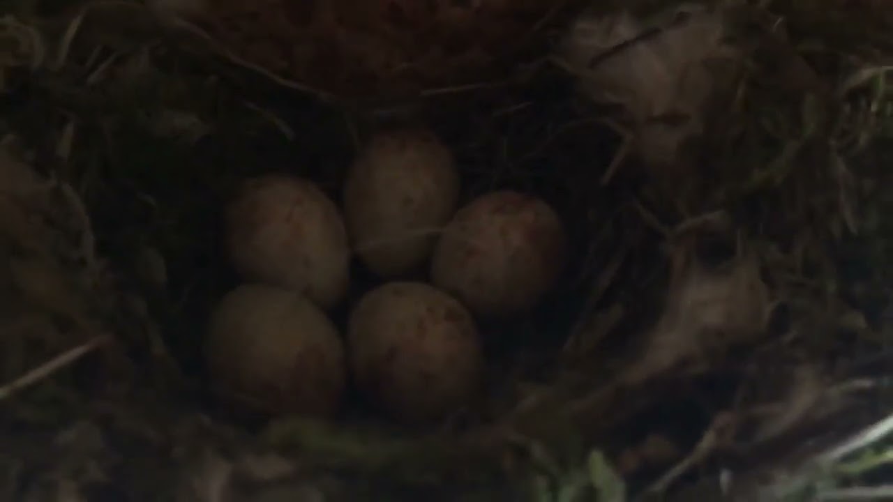 Hidden jewels in the scrapyard 2 june 2024