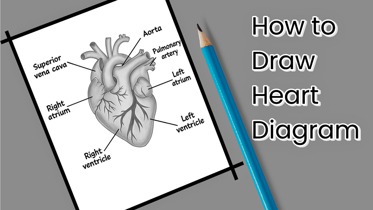 How to Draw Heart Diagram | Human Heart Drawing | Heart Diagram Class 7 ...