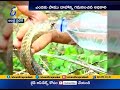 A person feeding drinking water to King Cobra- Viral Video