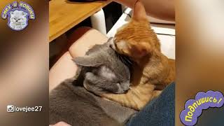Кошачьи Нежности Кошачьи Нежности