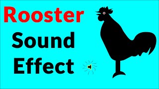 Rooster Sound Effect (rooster in the garden)