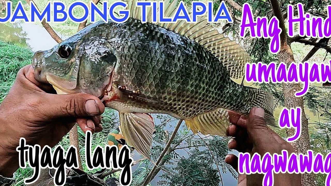 JAMBONG TILAPIA ANG HINDI UMAAYAW AY NAGWAWAGI YouTube