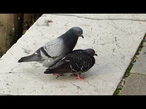 Video: Le colombe si accoppiano per la.vita?