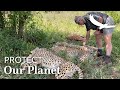 Protect our Planet | Conservation in Action | Samara Cheetah Released Onto Phinda