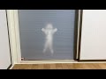 真夜中、子猫が壁に貼りついてました【マンチカン】