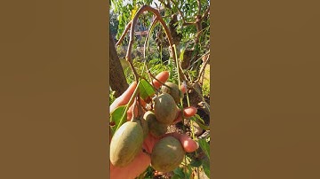 Cóc hương rừng ghép Cóc Thái đang ra trái