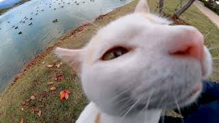池の側にいた猫、顔を見るとモフられに駆け寄ってきてカワイイ