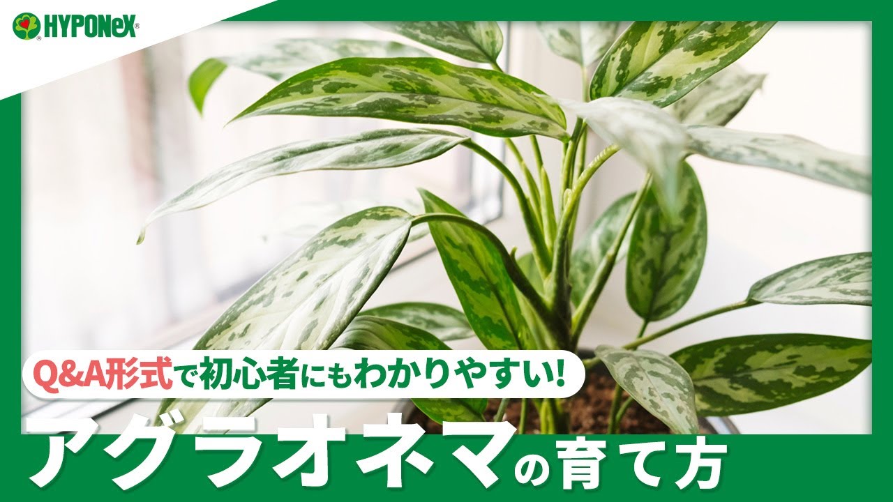 ☘274 ：【Q&A】アグラオネマの育て方｜元気にたくましく育てる方法は