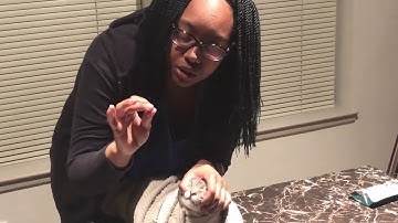 Intro to Veterinary Technology (VTHT 1301) AVMA Task Videos Spring 2019