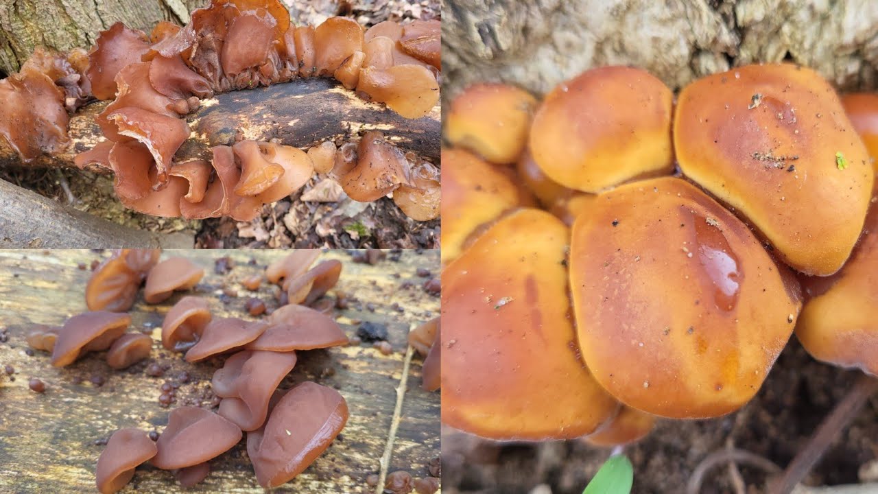 เลาะเก็บเห็ดหูหนูเห็ดเข็มทองอ่อนๆคนไทยในเยอรมัน