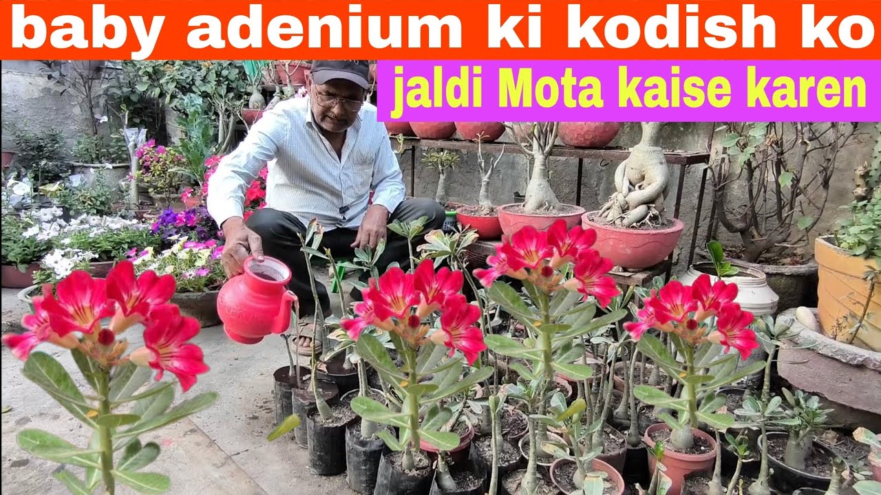 Baby adenium ke Codex ko jaldi Mota kaise karen