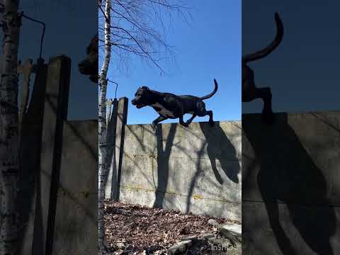 #dog #pitbull #amstaff #dogs #owczarekniemiecki #attack #polska