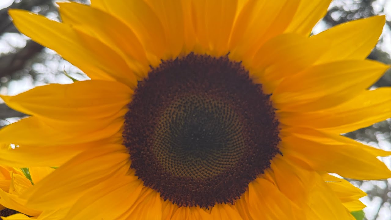Farmers Market @st petersburg florida 