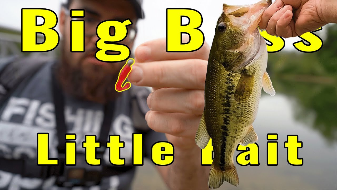 Little Bait Equals Big Bass (Lake Marburg) #fishing