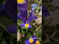 Flower of the week #菖蒲 #玫瑰 #薔薇 #鳶尾花 #flowers #vasearrangement #花藝 #FleuristeNanette #iris #rose