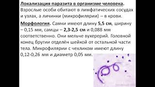 Бругия малайская и Бругия тиморская  (Brugia malayi et Brugia timori)