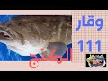 شاهد الوقار١١١ وطريقة تجهيزه وتنظيفه وأعداده فيليه.