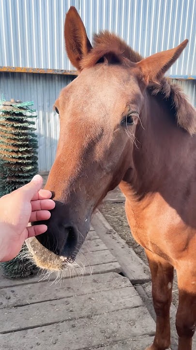 #деревенский #красавчик 🐴😍🏡 - YouTube