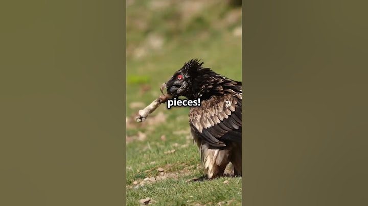 Lammergeier: The Bone-Breaking Bird! #beardedvultures #vultures #birds #bird