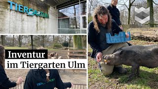 Super-süß: Wenn im Zoo Inventur ansteht - Alltag von Tierpflegern