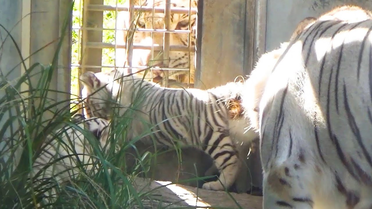 Дедушка пришёл в гости ❤️ Близнецы так обрадовались! 😍