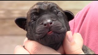 English Mastiff Giving Birth to Puppies / Dog Giving Birth / Natural Dog Labor and Delivery