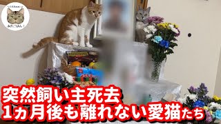 歳の若さで急逝した飼い主の遺影に寄り添う猫に涙が…