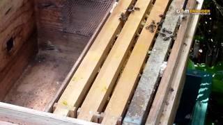 20090626 130848　自宅庭の日本蜜蜂内検