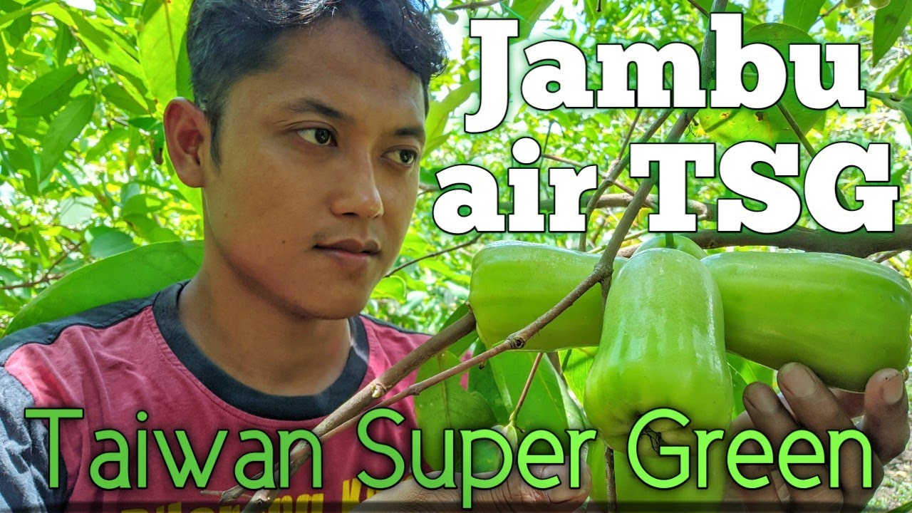 jambu air TSG(Taiwan super green)