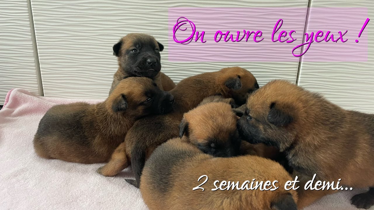 Nos CHIOTS MALINOIS LOF ouvrent leurs petits yeux 👀 YouTube