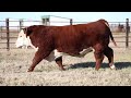 Hereford Bull 1