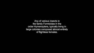 ants video Dictionary meaning and pronunciation