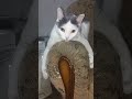 Masik the cat doesn't bite. 😴 He just relaxes #cat #catshorts