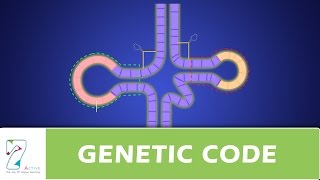 GENETIC CODE PART 2