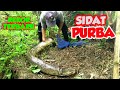 SIDAT PURBA ‼️ SAMPAI KEWALAHAN MENAKLUKAN SIDAT MONSTER YANG SATU INI | BIG EEL | EEL FISHING