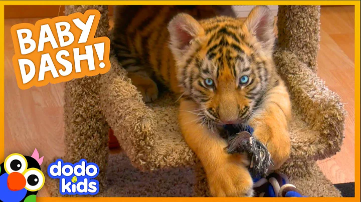 Watch This Baby Tiger Go From Cranky And Tiny To B...