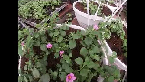 Посадка бакопы в подвесные горшки