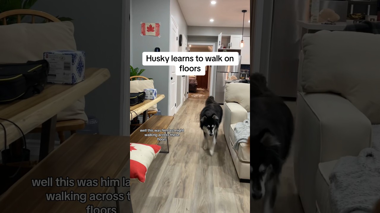 Husky learns to walk across floors #huskies #husky #huskyworldwide # ...