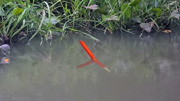 Trưa Nắng Gắt Đụng Bầy Cá Rô Phi Ăn Như Hạm Mồi Đụng Nước Là Chìm Phao