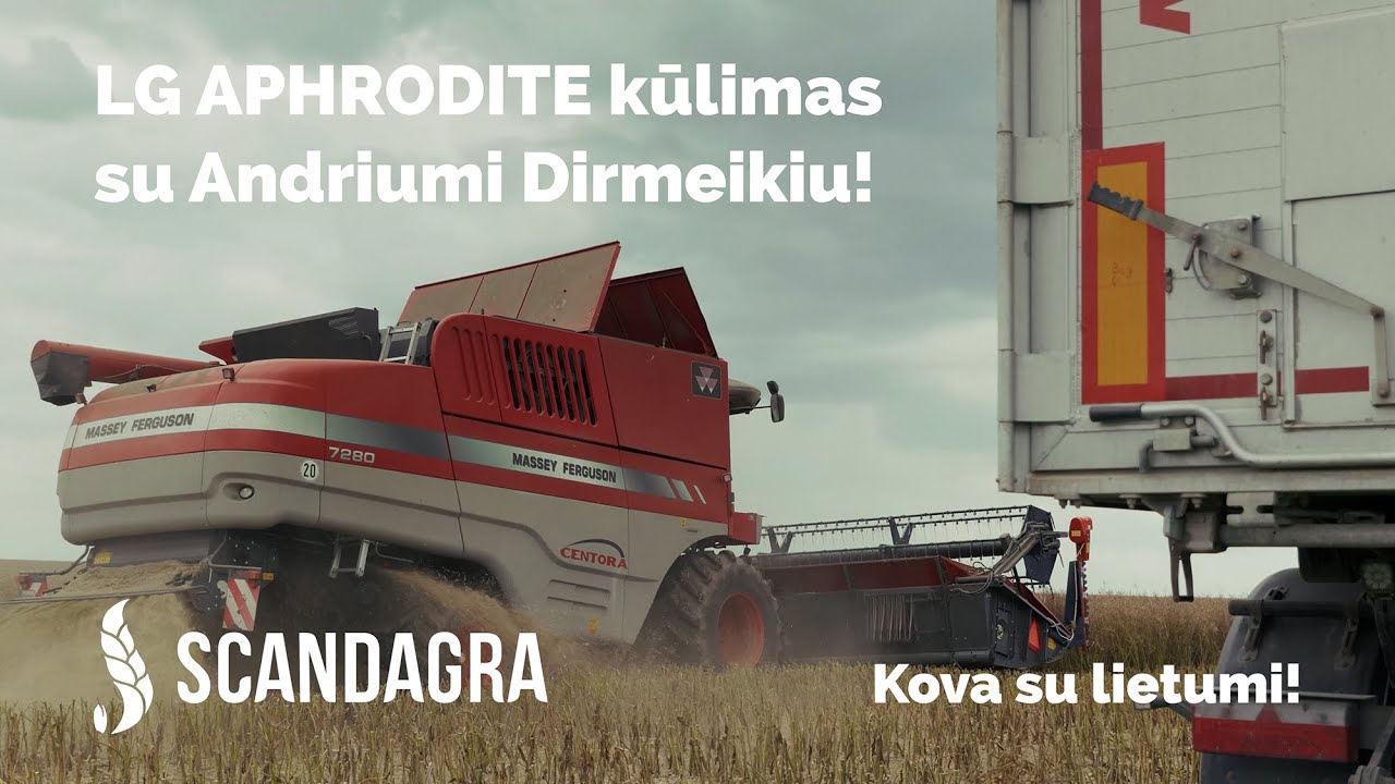 LG APHRODITE ir ARNOLD derliaus rezultatai iš Andriaus Dirmeikio ūkio!