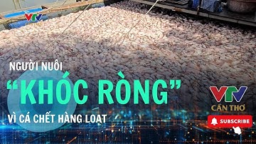 Người nuôi “khóc ròng” vì cá chết trắng chưa rõ nguyên nhân | VTV CẦN THƠ