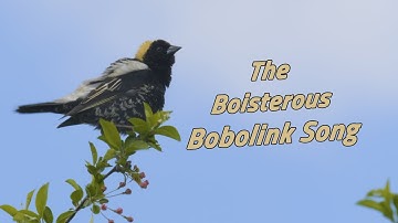 BOBOLINK