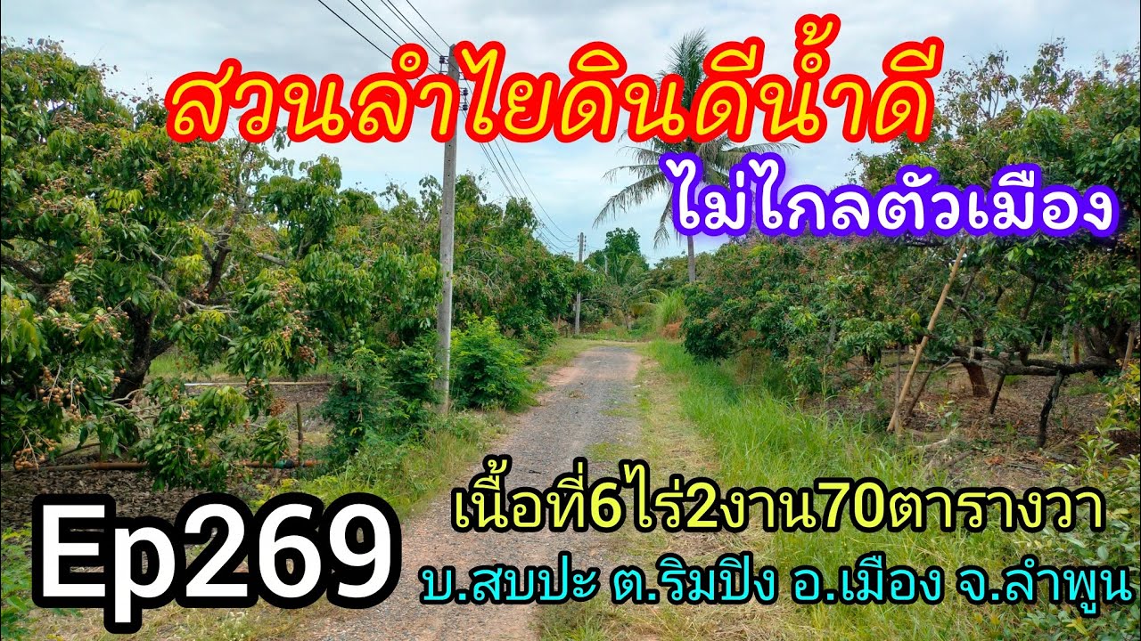 Ep269 สวนลำไยไม่ไกลเมือง ดินดีน้ำดี ไฟฟ้าประปาครบ โฉนดนส.4จ เนื้อที่6ไร่2งาน70ตรว. ขาย3,700,000บาท
