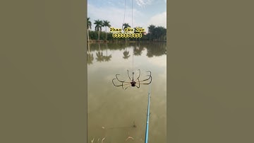 Lưỡi câu lục bát  lục 8 lưỡi   Fom U  chuyên đănh cá chép !