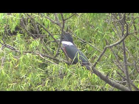 Ringed kingfisher. Sabal Palm Sanctuary 