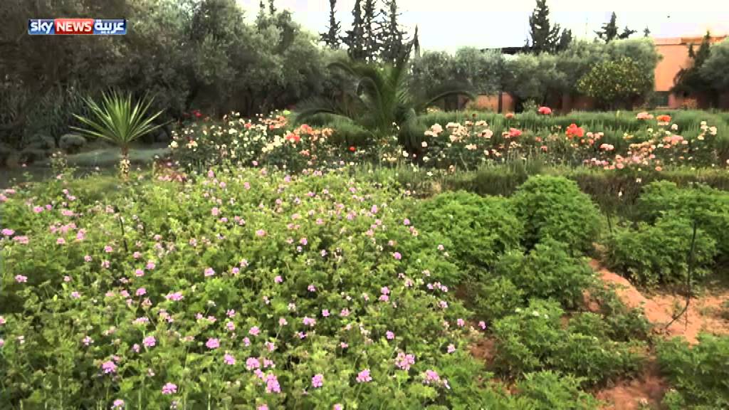 مزرعة نموذجية للنباتات الطبية بالمغرب
