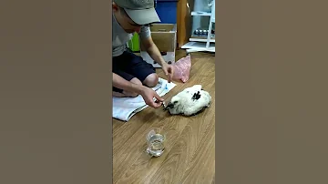 Выброшенный из гнезда птенец аиста 🐦🐦🐦