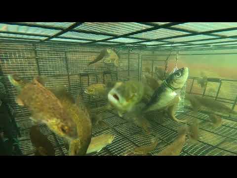 Amazing fish <strong>trap</strong>. Real underwater full video.A lot of fish came <strong>into</strong> the <strong>trap</strong>