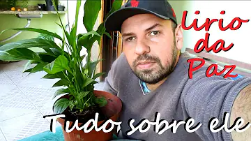 Como cuidar do lírio da paz no vaso?